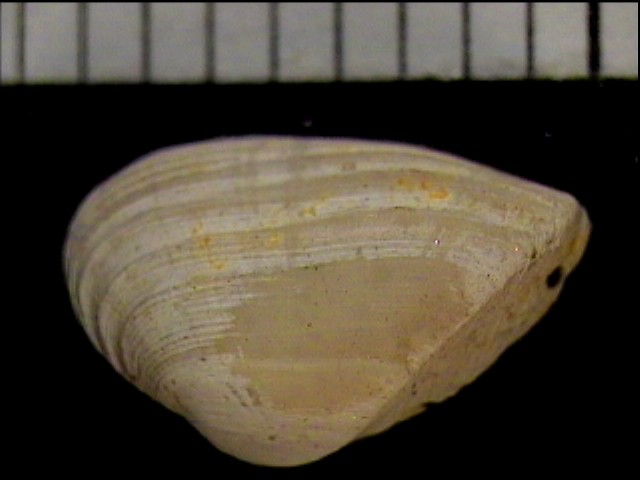 Corbula revoluta (Br, 1814) & Corbula cocconii (Font., 1881)
